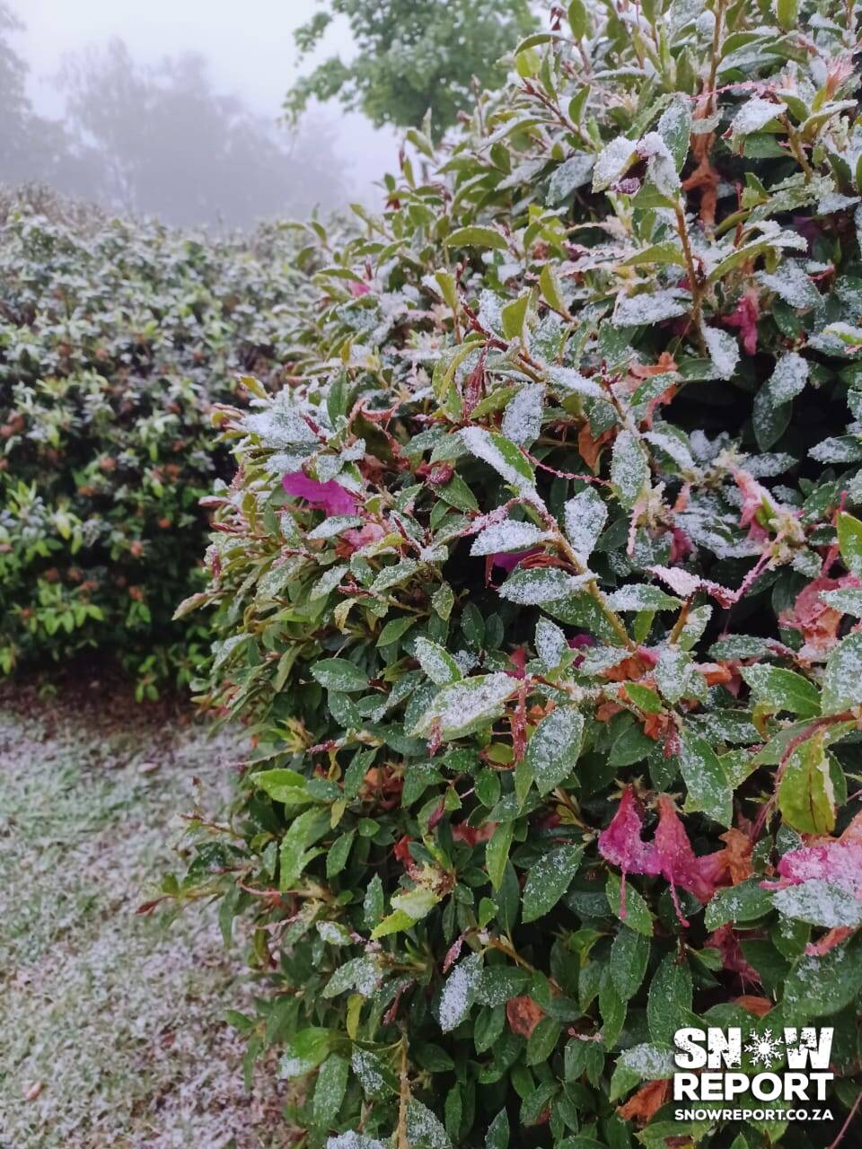 Snow in Hogsback