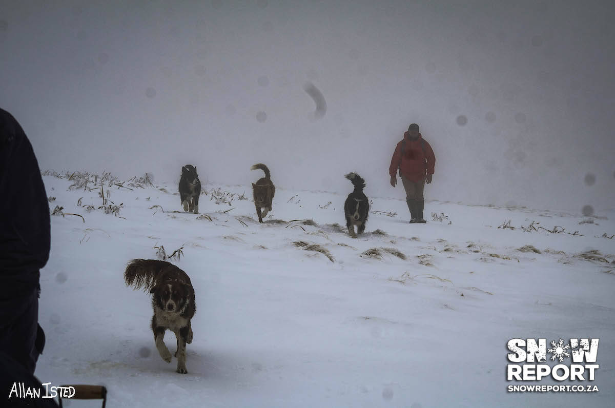 Cattle trapped in the snow in South Africa