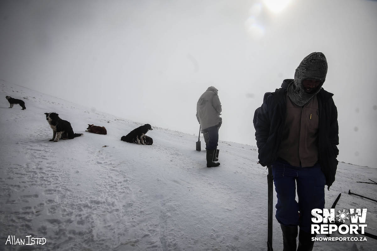 Cattle trapped in the snow in South Africa