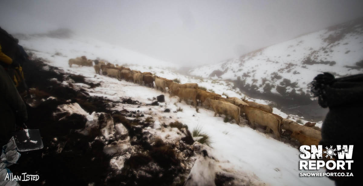 Cattle trapped in the snow in South Africa