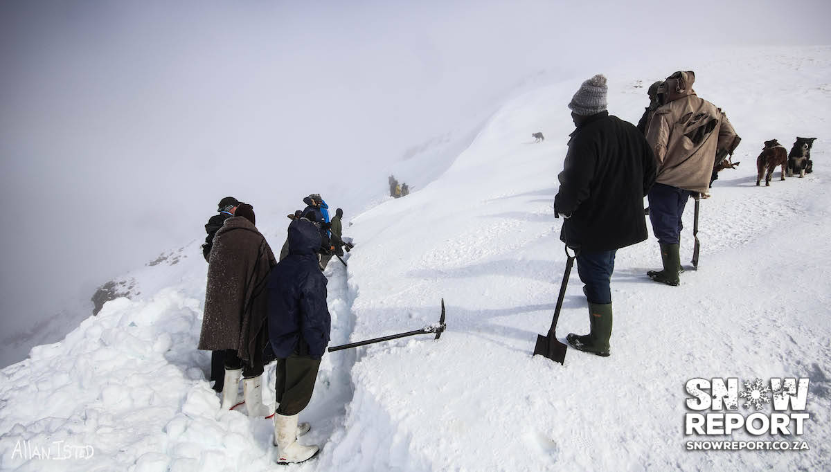 Cattle trapped in the snow in South Africa