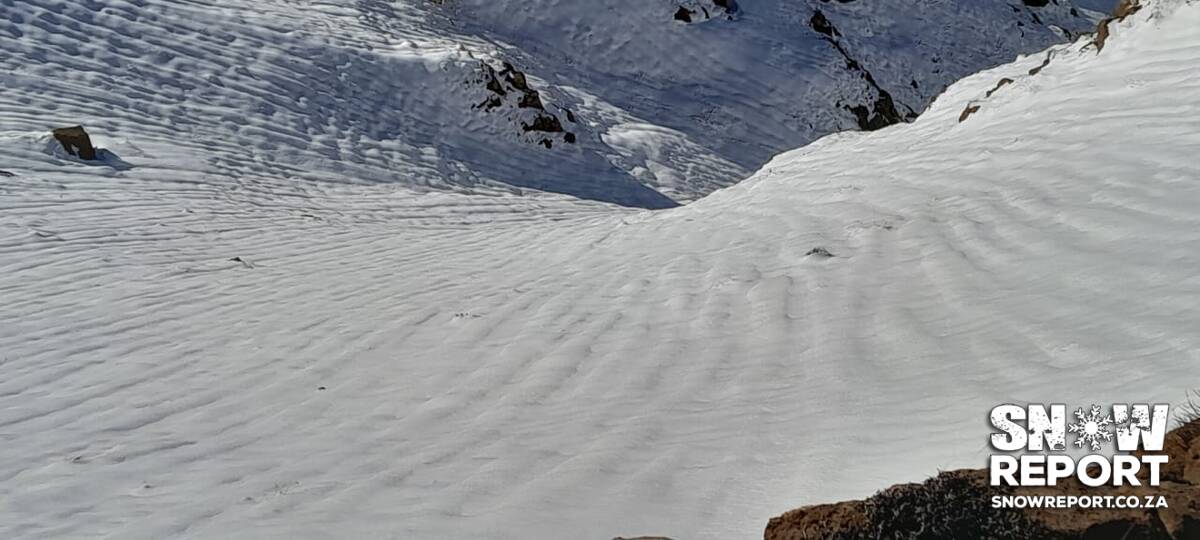Cattle trapped in the snow in South Africa