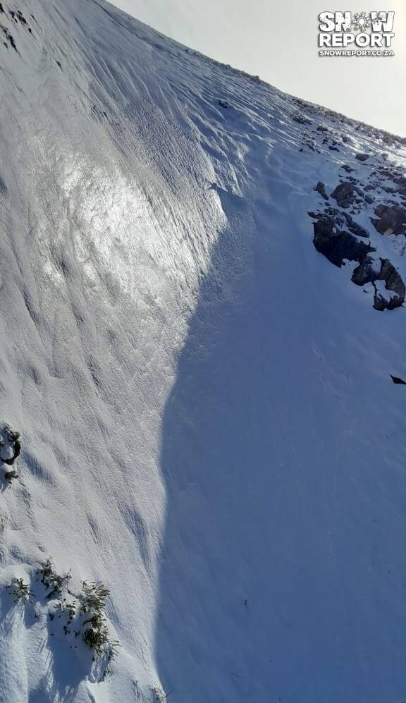 Cattle trapped in the snow in South Africa
